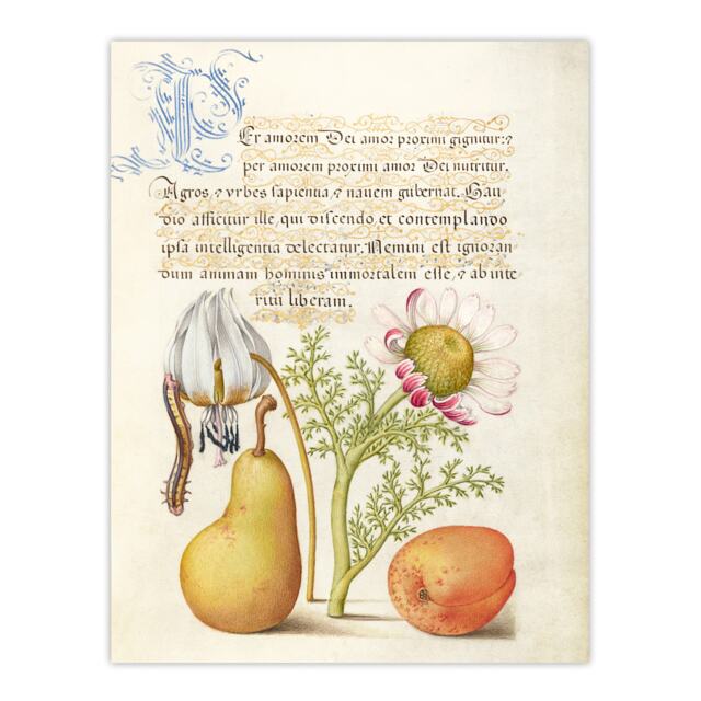 Caterpillar Flowers and Fruit Calligraphy Huge Wall Art Print 18X24 In