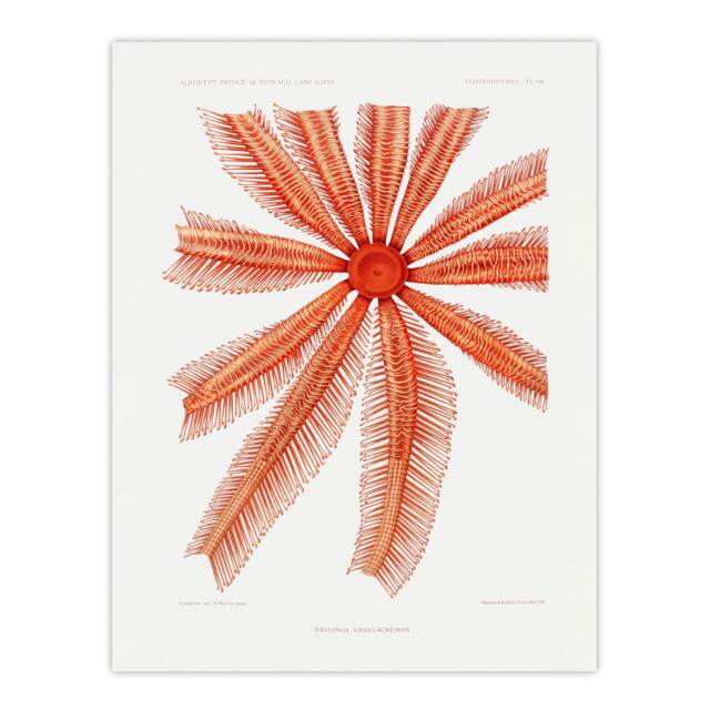 Brisingida Starfish Marine Life Albert I Huge Wall Art Print 18X24 In