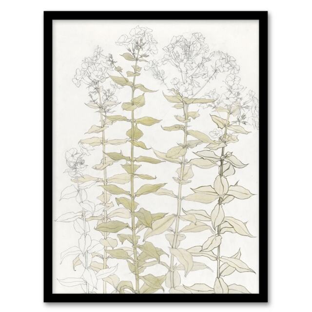 "Phlox Colour Sketch of Flowers Vintage Framed Wall Art Print Graag 12x16"""