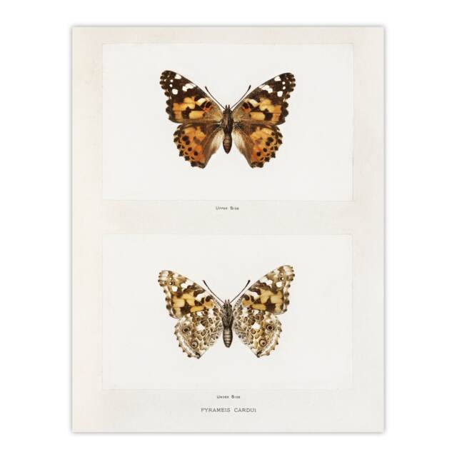 Painted Lady Butterfly Vintage Artwork Denton Huge Wall Art Print 18X24 In