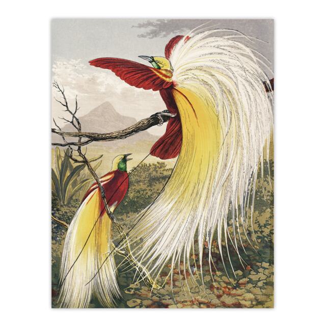 "Bird Paradise Exotic B. Fawcett Vintage Wall Art Poster Print 12X16"""