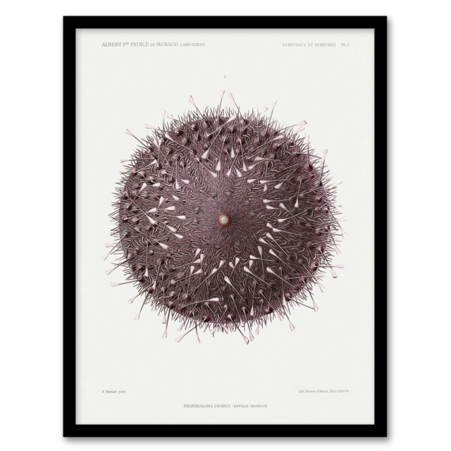 Vintage Marine Life Sea Urchin Detailed Illustration Framed Wall Art Print A4
