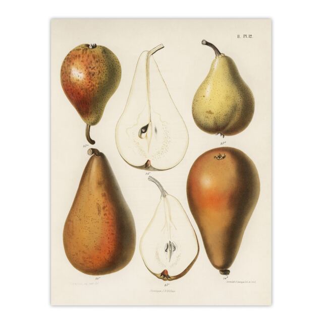 "Fresh Pears Halved Fruit Berghuis Vintage Wall Art Poster Print 12X16"""