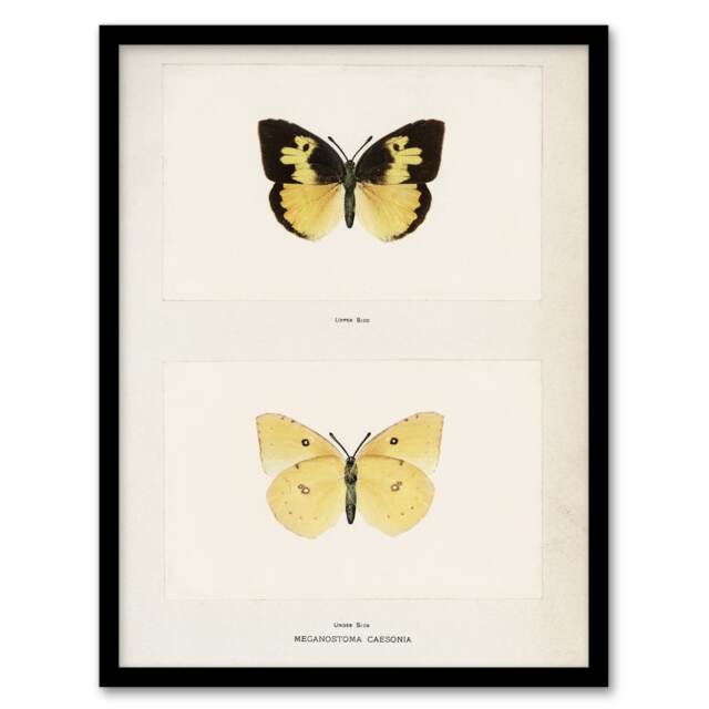 "Southern Dogface Butterfly Sherman Denton Framed Wall Art Print 12X16"""