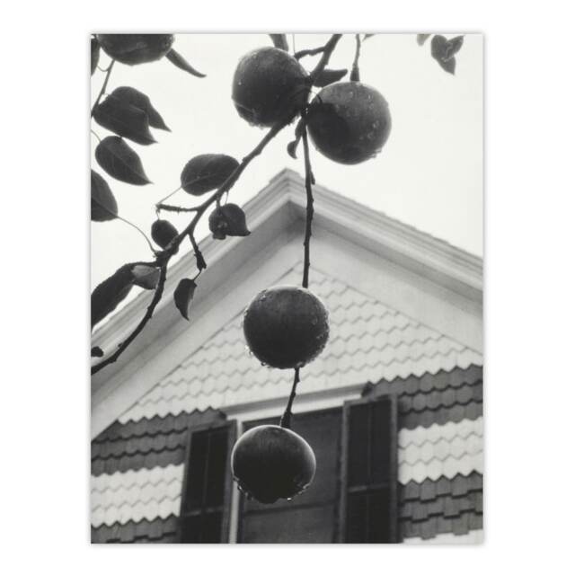 Gable and Apples Photograph Alfred Stieglitz Huge Wall Art Print 18X24 In