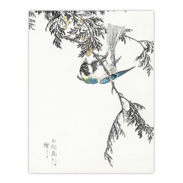"Great Tit and Cypress Japanese Japanese Wall Art Print Kashu 24x32"""