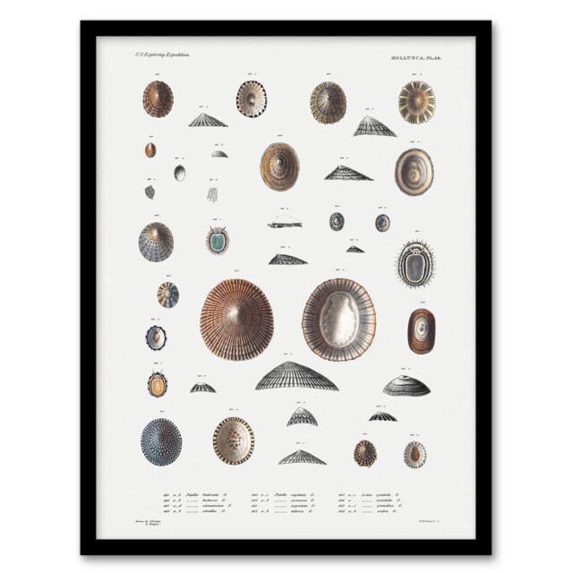 "Mollusca Shells Marine Life Augustus Gould Framed Wall Art Print 12X16"""