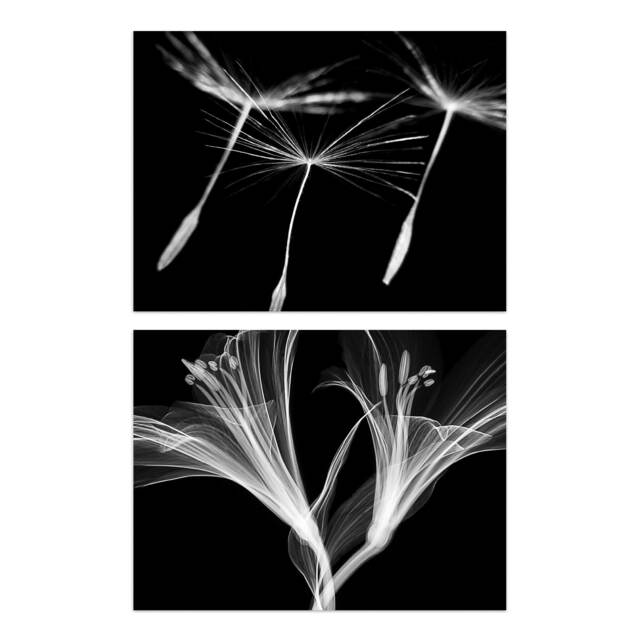 Set of 2 Dandelion Lily X-Ray Bedroom Bathroom Black White Photo Wall Art Print A4