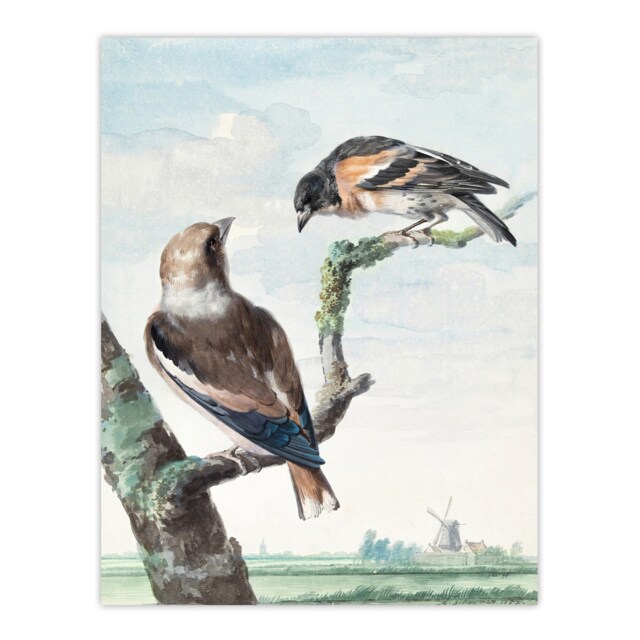 "Two Hawfinch Birds in Rural Landscape Schouman Huge Wall Art Poster Print 24X32"""