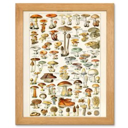 Millot Encyclopedia Mushrooms Fungi Kitchen Wood Framed Wall Art Print