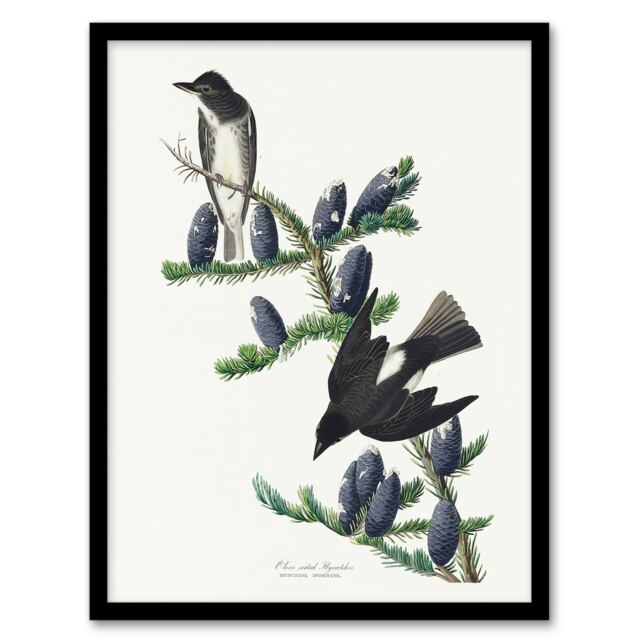 "Olive Sided Flycatcher Bird on Fir Tree Audubon Framed Wall Art Print 12X16"""