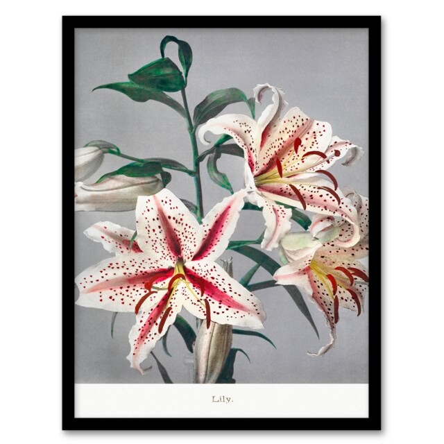 Ogawa Kazumasa Framed Wall Art Print White Pink Spotted Lilly Flowers Home Décor