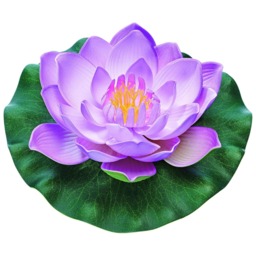 Pontec PondoLily - Purple