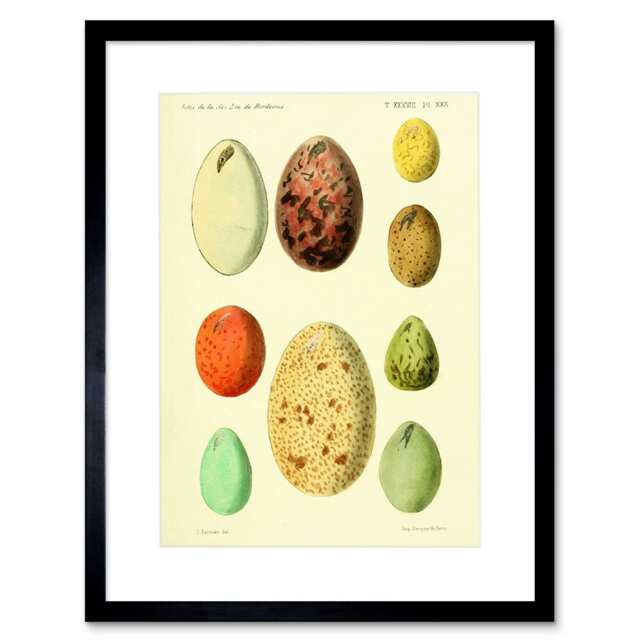 "Animal Eggs French Vintage Study Painting 9x7"" Black Framed Wall Art Print"