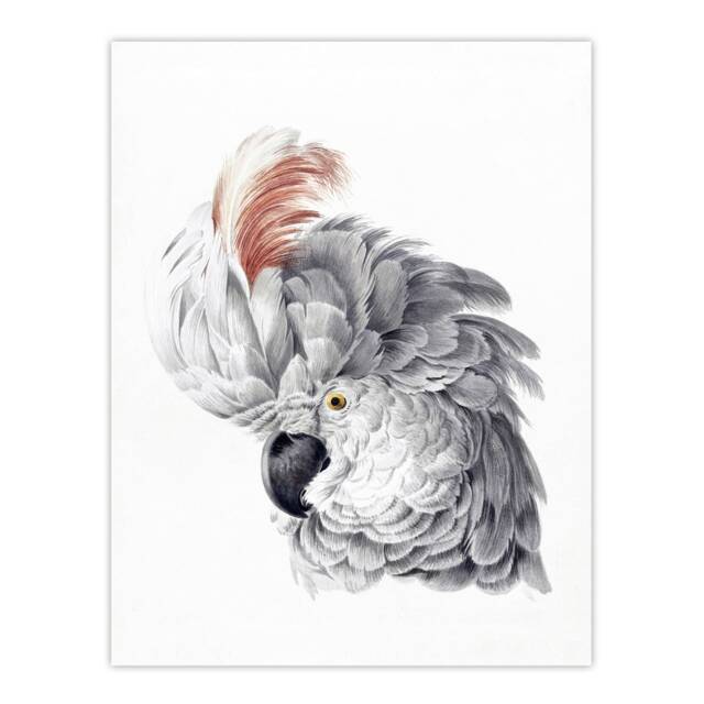 Cockatoo Parrot Head Watercolour Schouman Huge Wall Art Print 18X24 In