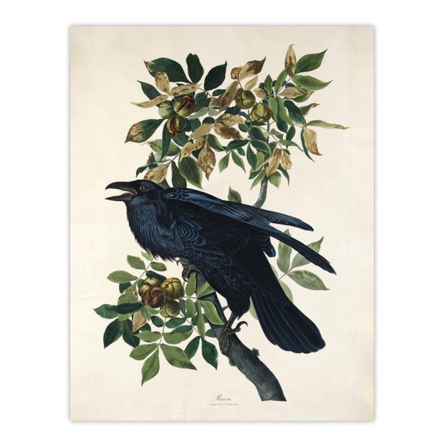 "Birds of America Raven Audubon Nature Wall Art Poster Print 12X16"""