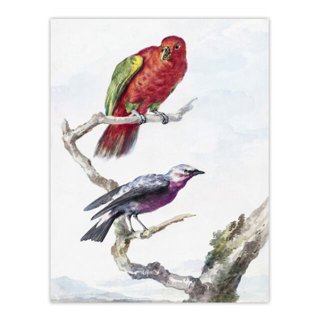 "Red Green Parrot and Bird Watercolour Schouman Huge Wall Art Poster Print 24X32"""