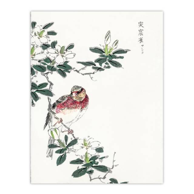 "Long Tailed Rosefinch Japanese Japan Wall Art Print Numata Kashu 24x32"""
