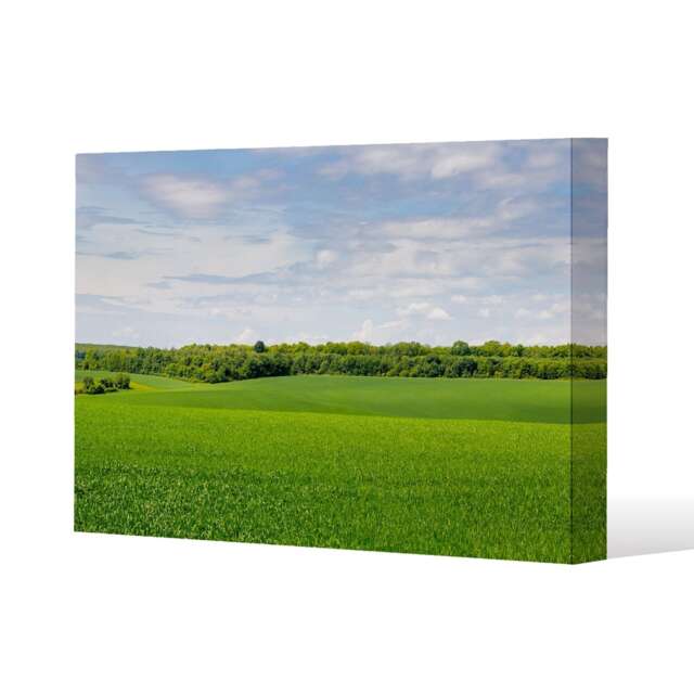 Summer landscape with hilly green field and forest in the distance (Canvas Print) / 114 x 77 x 4cm Multi