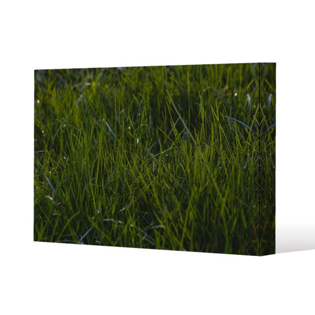 Fresh green grass background, natural grass (Canvas Print) / 61 x 91 x 4cm Multi