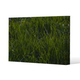 Fresh green grass background, natural grass (Canvas Print) / 61 x 91 x 4cm Multi