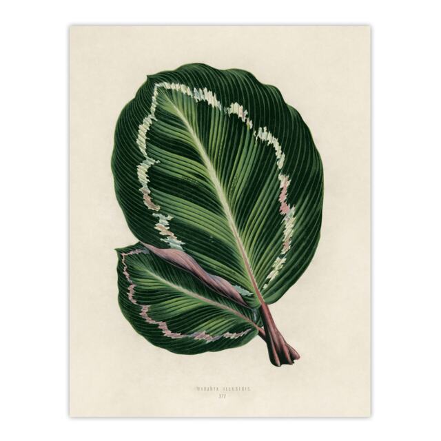 Vintage Botanical Maranta Calathea Leaves Fawcett Wall Art Poster Print