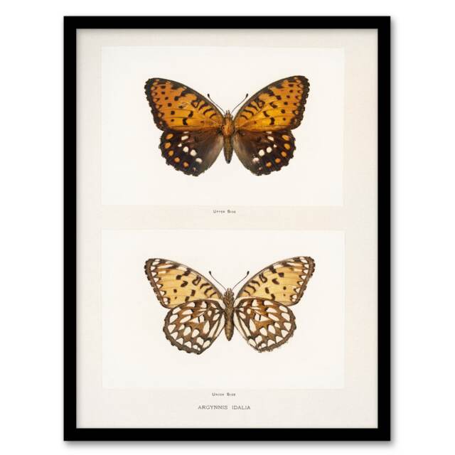 Sherman Denton Framed Wall Art Print Regal Fritillary Butterfly Home Décor