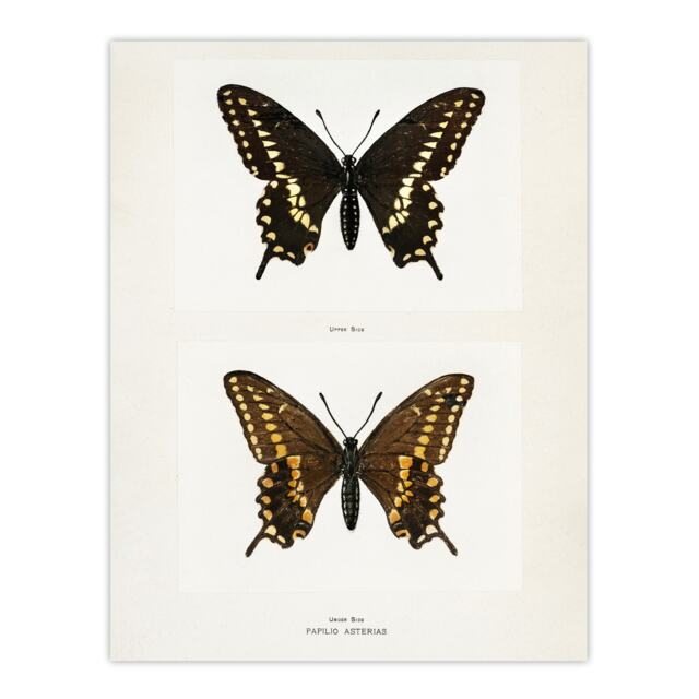"Black Swallowtail Butterfly Sherman Denton Wall Art Poster Print 12X16"""