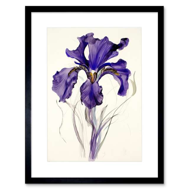 "Iris Reticulata Watercolour Flower Bloom Drawing 9x7"" Black Framed Wall Art Print"