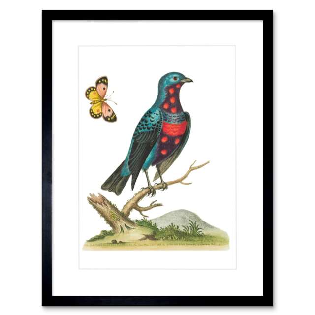 "Vintage Blue Red Spotted Bird Butterfly Nature Lover 9x7"" Black Framed Wall Art Print"