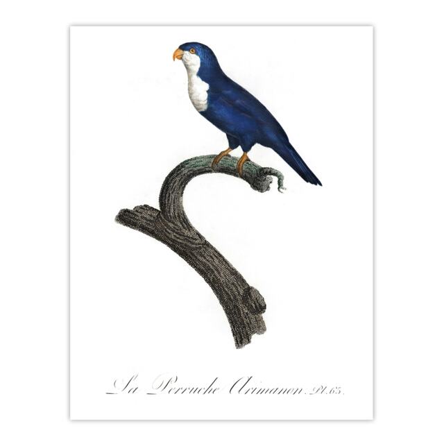 The Arimanon Parakeet Parrot Levaillant Huge Wall Art Print 18X24 In