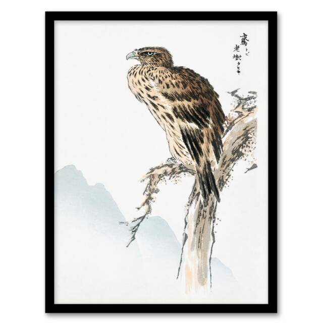 Numata Kashu Framed Wall Art Print Black Eared Kite Bird Japanese Home Décor