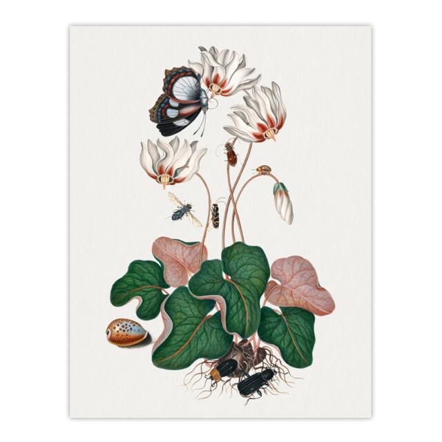 Cyclamen Butterfly Beetles and Shell Bolton Huge Wall Art Poster Print