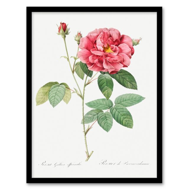 Pierre J Redoute Framed Wall Art Vintage French Rose Illustration Home Décor