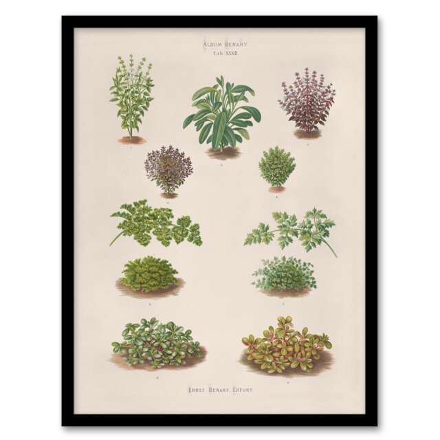 "Botanical Bushes Varieties Ernst Benary Framed Wall Art Print 12X16"""
