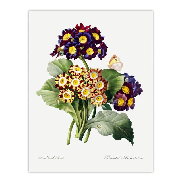 "Primrose Flowers Floral Redoute Vintage Huge Wall Art Poster Print 24X32"""