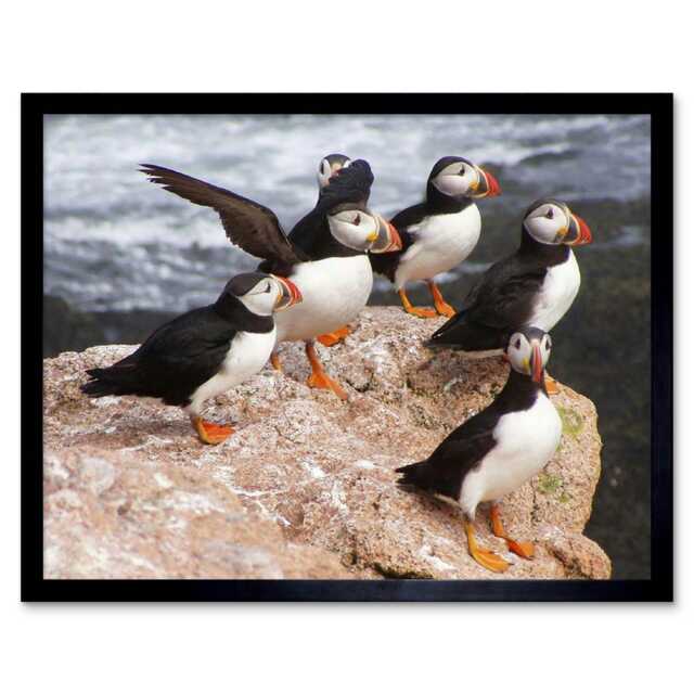 "Animal North Atlantic Puffins Photo Home Decor 12x16"" Framed Wall Art Print"