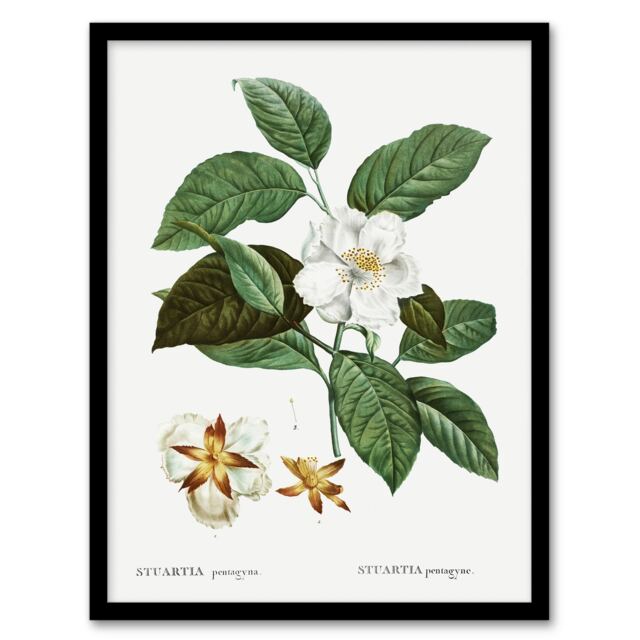 "Mountain Camellia Flower Redoute Vintage Framed Wall Art Print 12X16"""