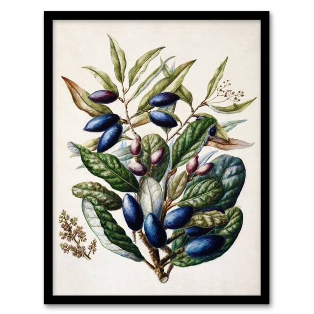 "New Zealand Taraire Fruit Branch Featon Framed Wall Art Print 12X16"""
