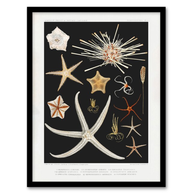 Vintage Marine Life Varieties of Deep Sea Starfish Framed Wall Art Print A4
