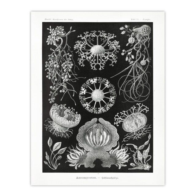 Ascomycetes Fungi Species Vintage Haeckel Huge Wall Art Print 18X24 In