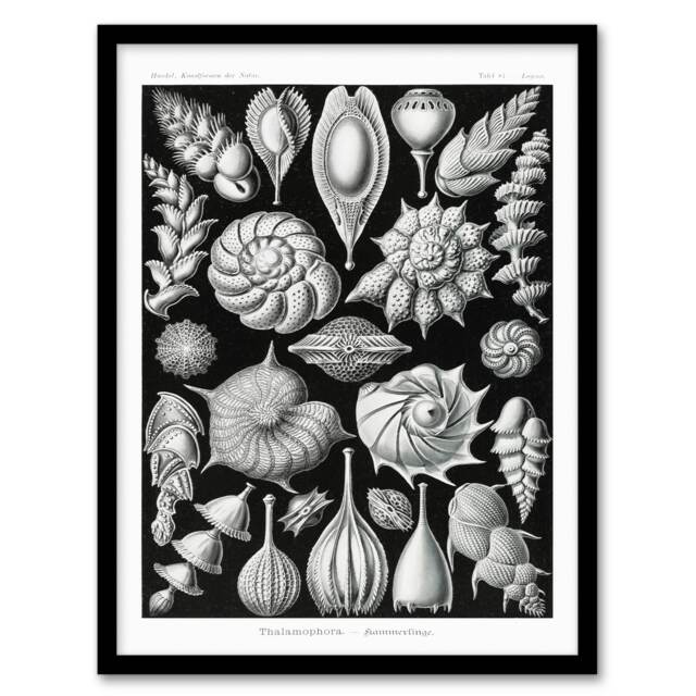 Ernst Haeckel Framed Wall Art Print Thalamophora Forams Shells Home Décor