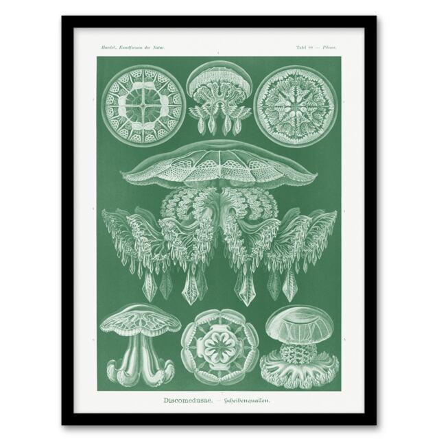 "Discomedusae Jellyfish Species Haeckel Botanical Framed Wall Art Print 12X16"""
