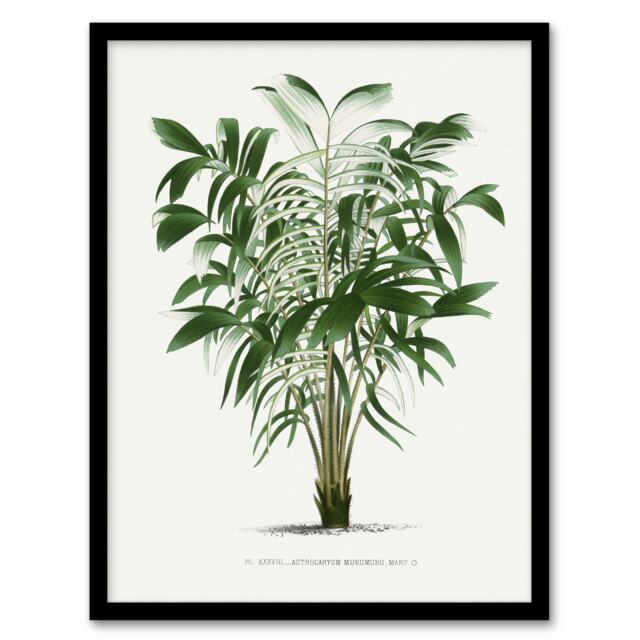 "Astrocaryum Murumuru Palm Tree Kerchove Framed Wall Art Print 12X16"""