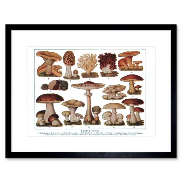 "Edible Fungi Mushrooms Scientific Plant 12x16"" Framed Wall Art Print"