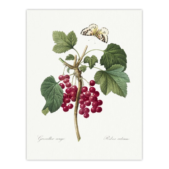 Redcurrant Berries and Butterfly Redoute Vintage Huge Wall Art Print 18X24 In