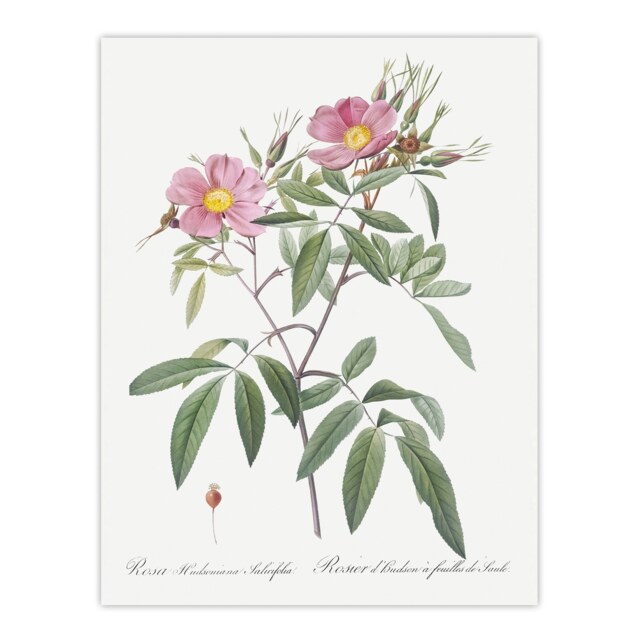 "Hudson Swamp Rose Flowers Redoute Vintage Wall Art Poster Print 12X16"""
