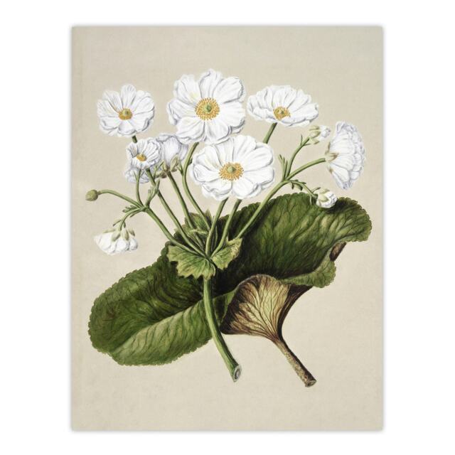 "New Zealand Mountain Lily Flowers Featon Huge Wall Art Poster Print 24X32"""