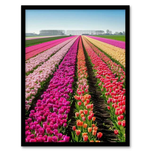 Pink Tulip Fields Holland Floral Living Room Black Framed Wall Art Print A4