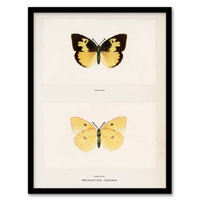 Sherman Denton Framed Wall Art Print Southern Dogface Butterfly Home Décor